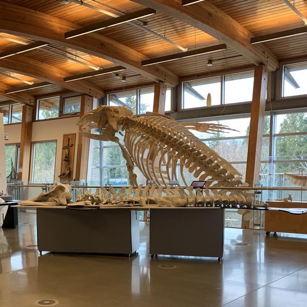 Deep Bay Marine Field Station entrance with whale bones