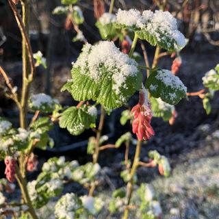 plant with snow
