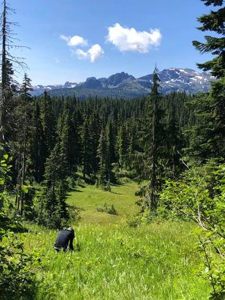 sampling orchid flowers at Mt Washington